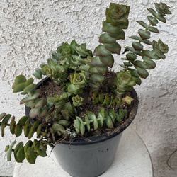 1.5 Gallon Pot Succulent Plant - Crassula Perforata  - String of Buttons - Rooted & Established Plant - Drought Resistant - 🪴