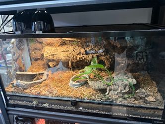 Terrarium with bio isopods and springtail background and lights with live plants