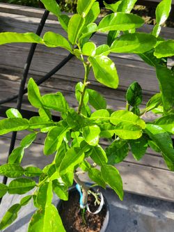 Kaffir Lime Tree
