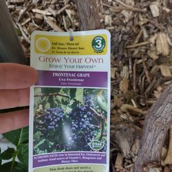 Frontenac and Marquette grape vines