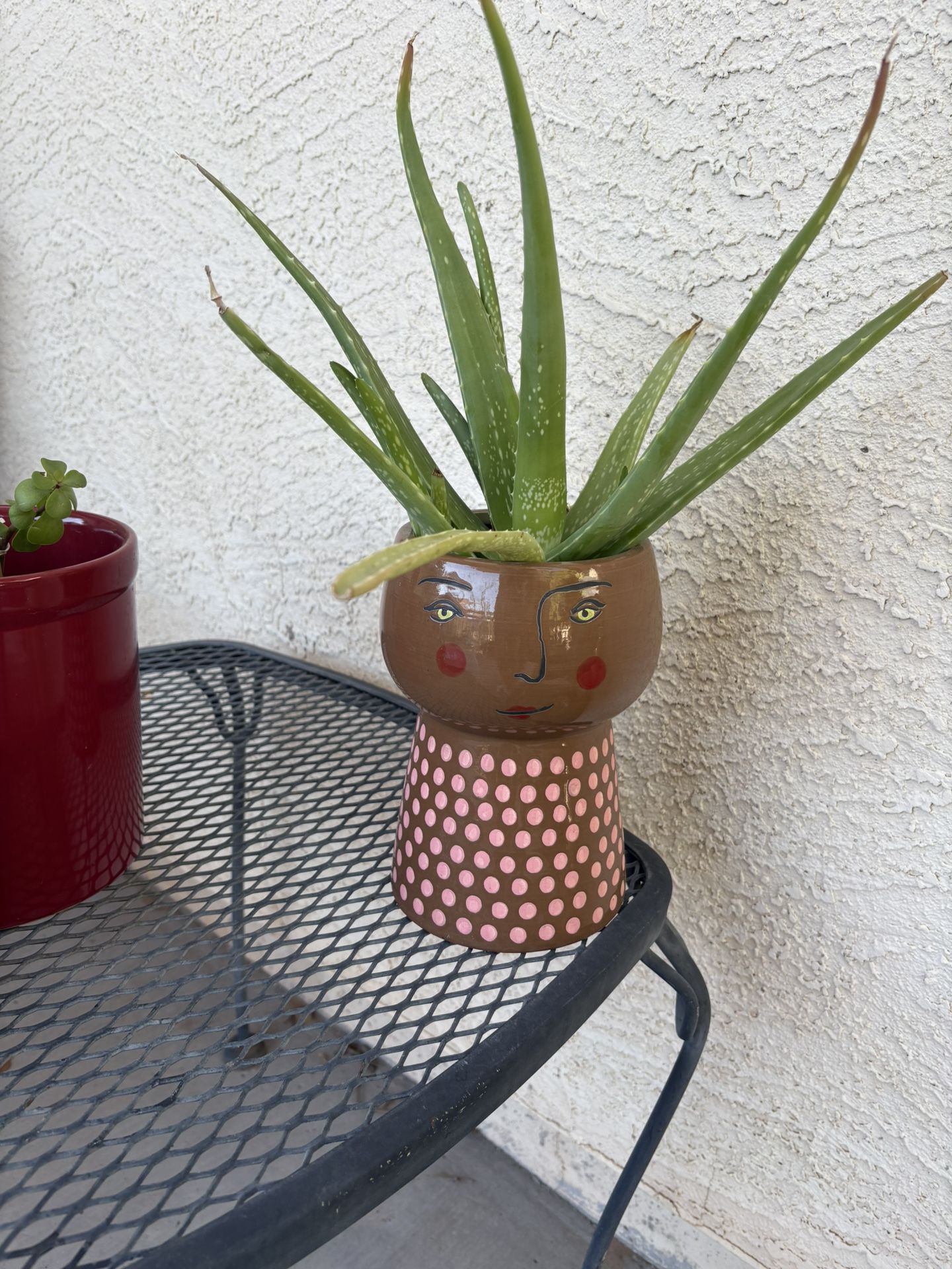 Potted Aloe