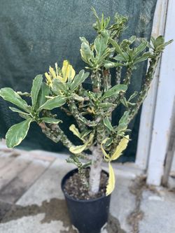 Variegated Euphoria Plant, In 2 Gallóns Pot Pick Up Only