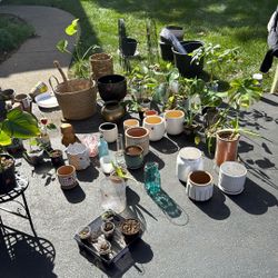 Assorted Houseplants And Pots 