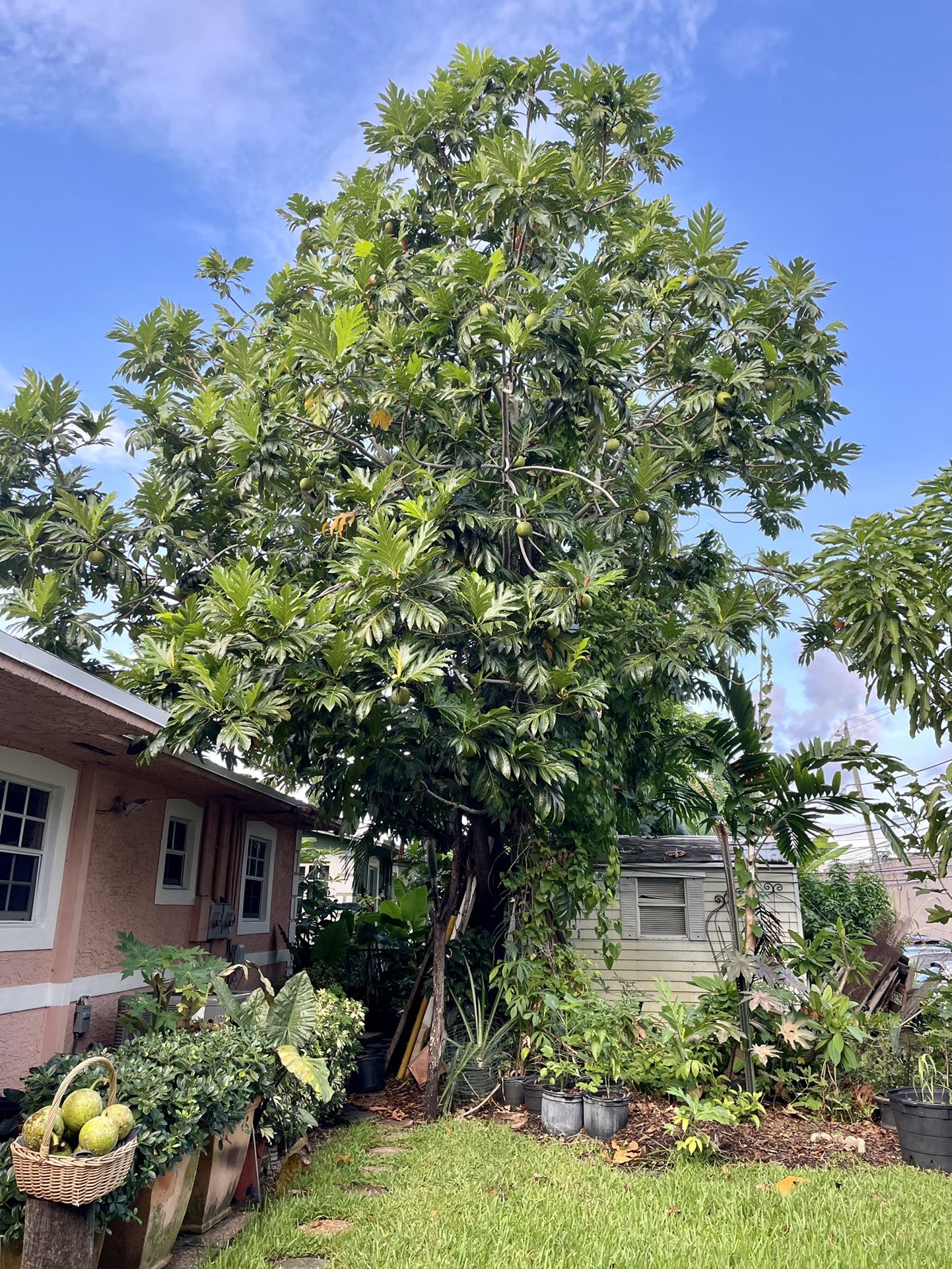 Organic Home Grown Breadfruit