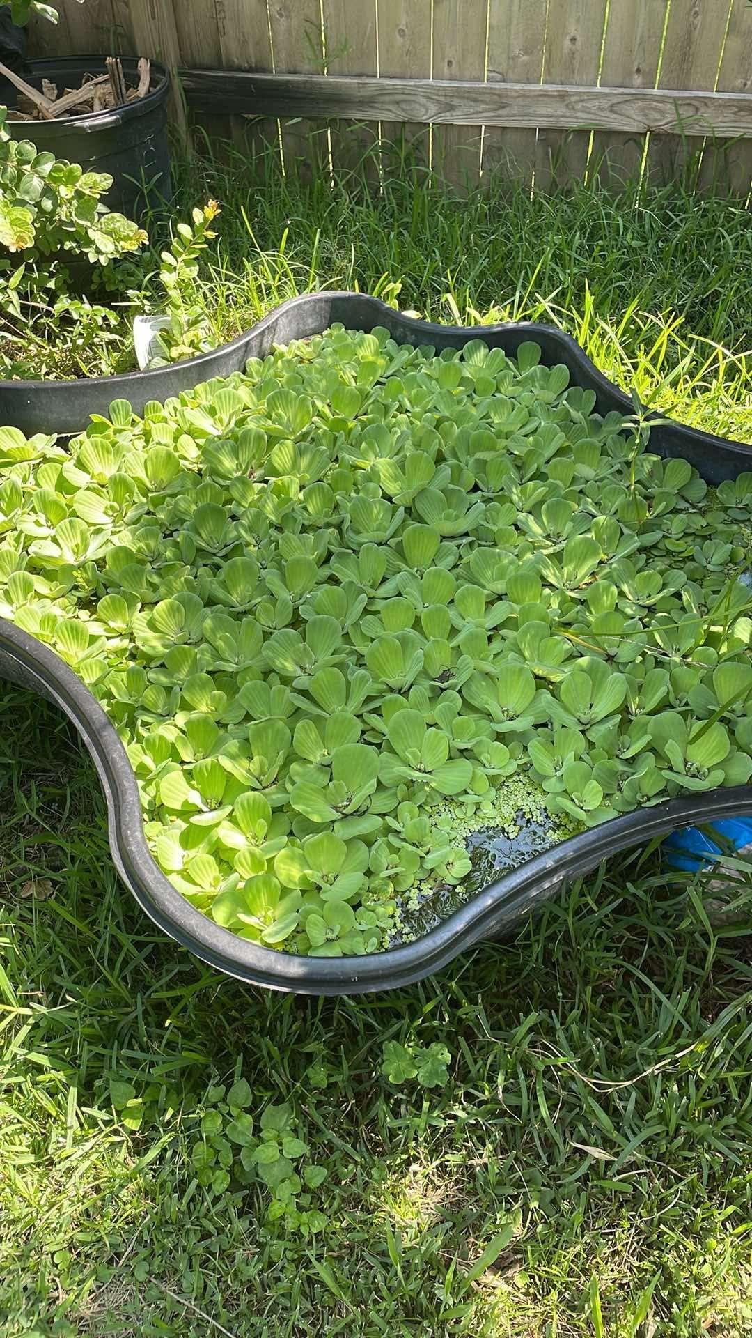 Aquarium/Pond Floating Plants