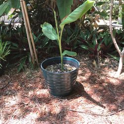 Turmeric Plant w/Pot