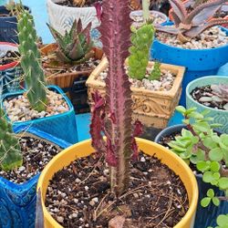 Succulents and Cacti