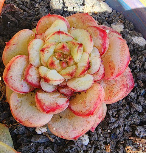 Succulents Plants Rare Korean Imported Pink Velvet  1 Avail Pick Up In Upland 
