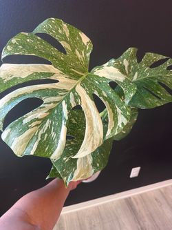 Monstera Thai Constellation 6”