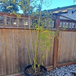 3 Ph. Edulis (Moso) Bamboo - Rare