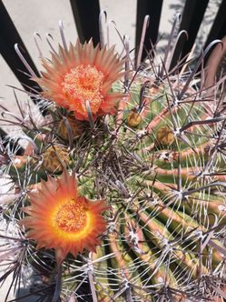 Red barril cactus.