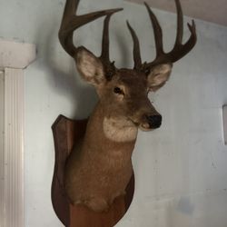 Taxidermy Deer, Fish, Wild Turkey 