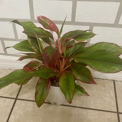 Aglaonema Siam Red