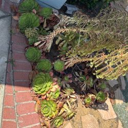 Free Succulents 