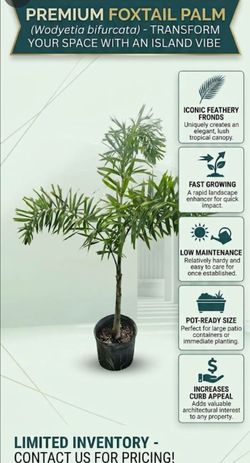 Stunning Foxtail Palm Tree – Instant Tropical Curb Appeal!