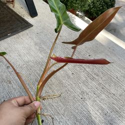 philodendron mexicanum top cut
