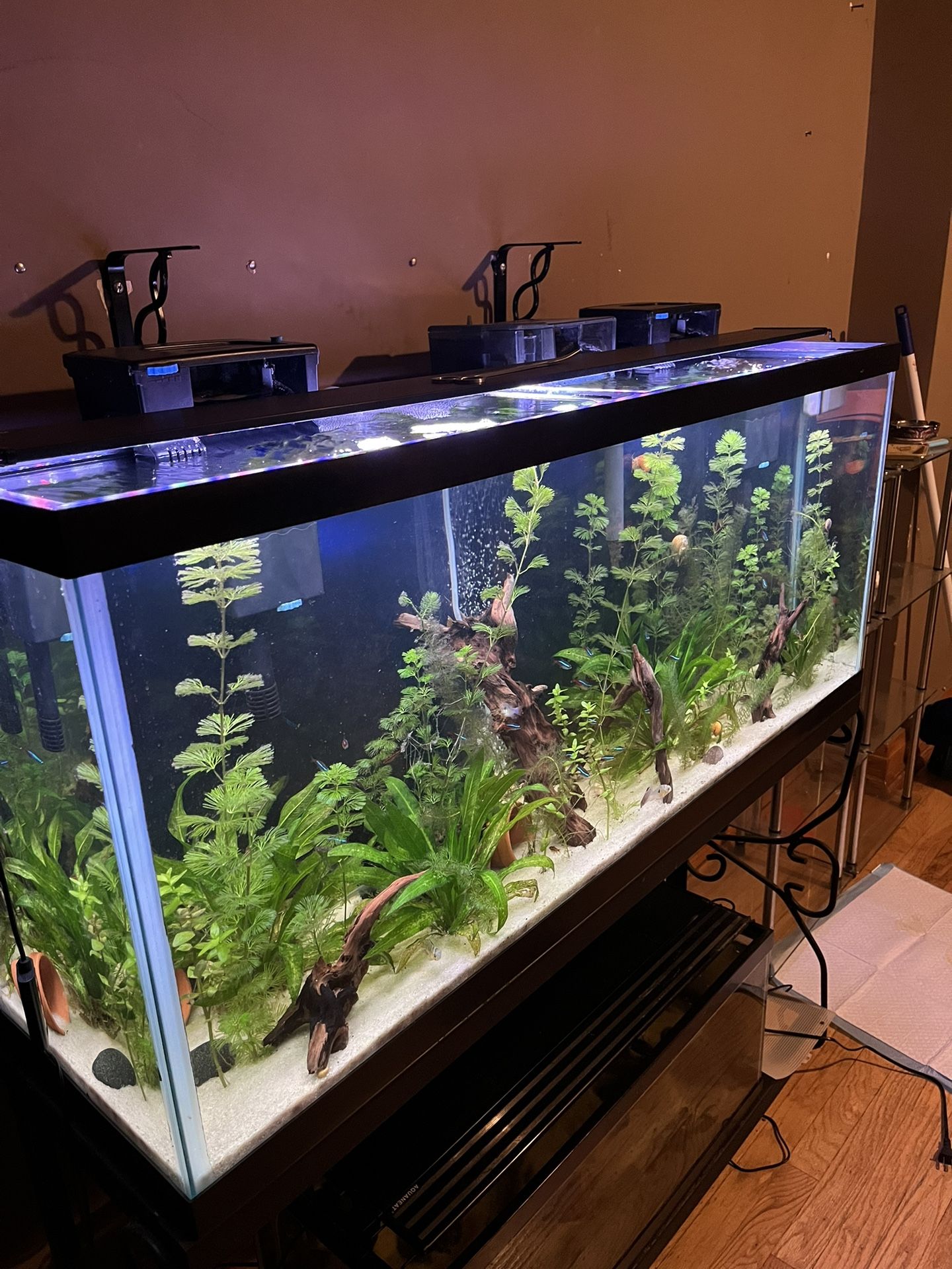 55 Gallon Full Set Up. Everything You See