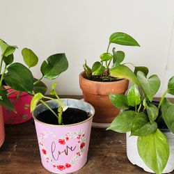 Money Plant - Golden Pothos