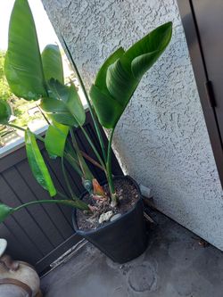 BIRD OF PARADISE PLANT WITH BIG WHITE FLOWERS