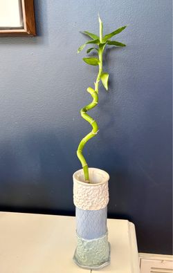 Spiral Lucky Bamboo with Decorative Ceramic Vase