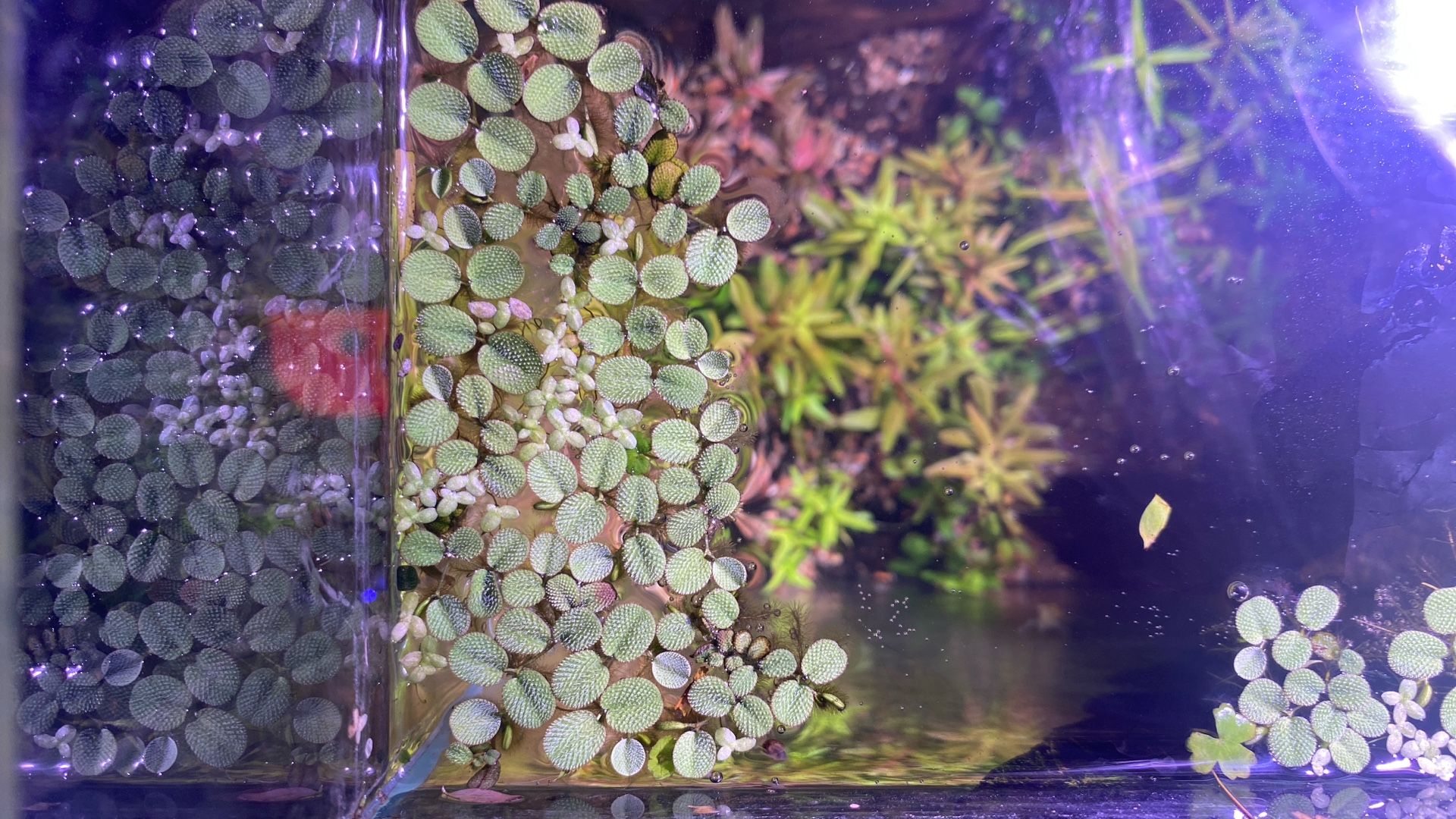 Salvinia