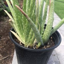Aloe Vera plant in one gallon pot