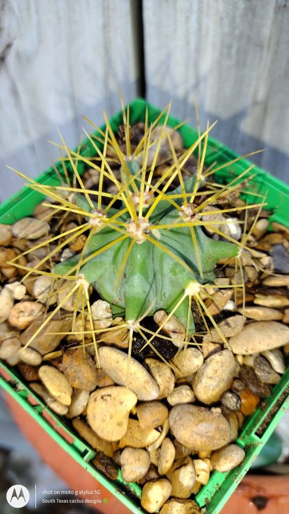 Horseshoe 🧲 Cactus 🌵🌵🌵🌵🌵.   Free Succulent 