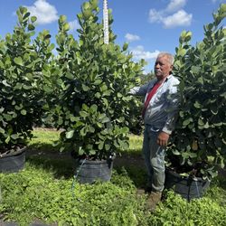 Clusias de 25  galones  de 6 pies de altura 80 disponibles