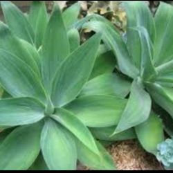 GREAT DEAL … Large 24 “ Agaves … Very Drought Tolerant 