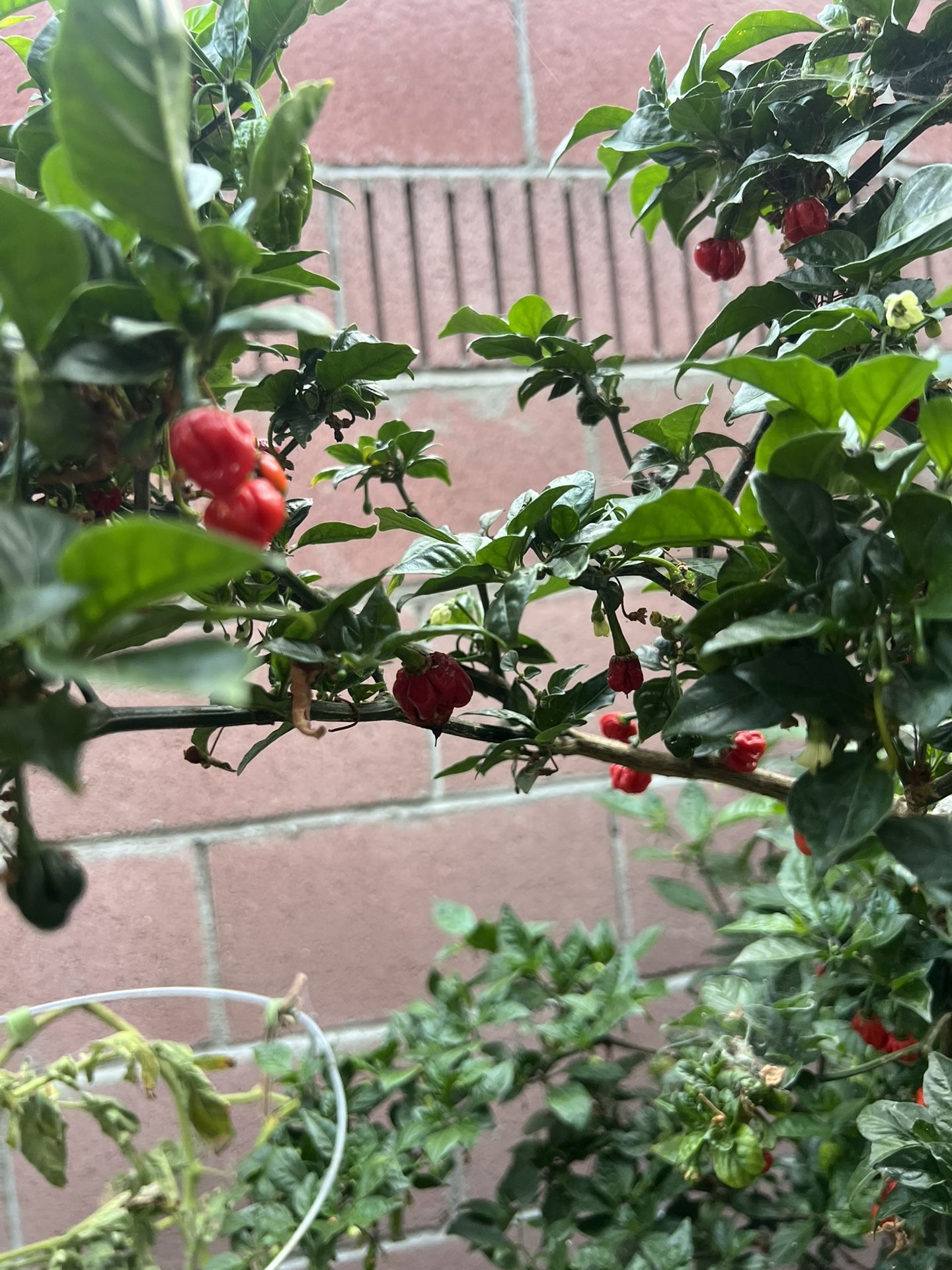 Ghost Pepper Plant
