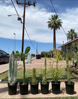 Cactus Mix Plants