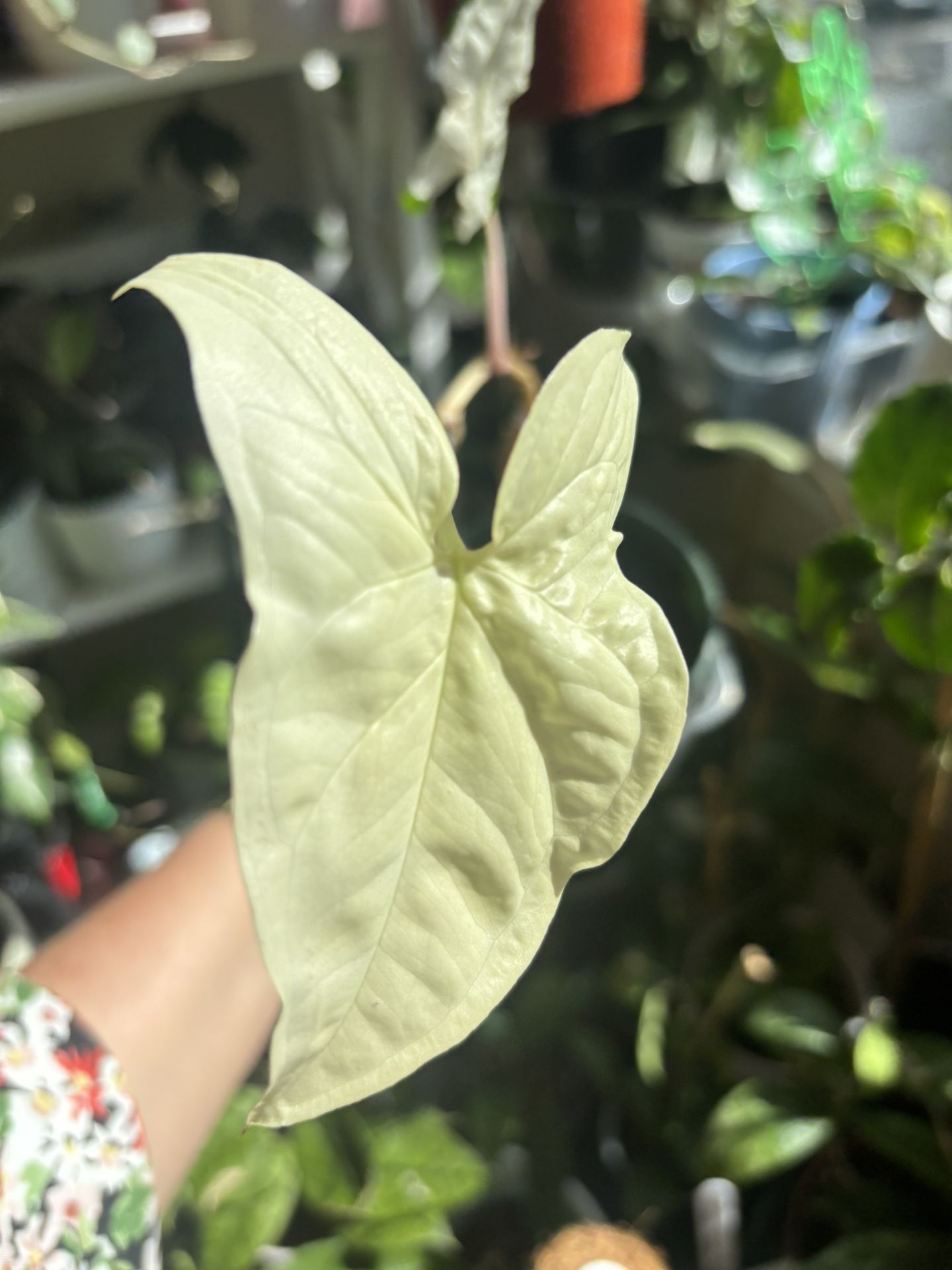 Syngonium Albo