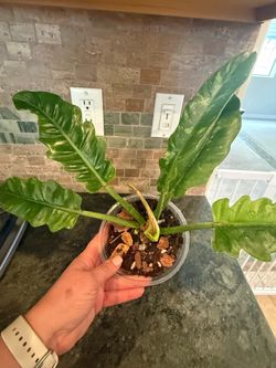 Philodendron Ring of Fire