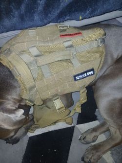 Service dog harnessed