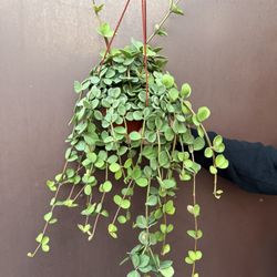 6” Huge Peperomia Hope