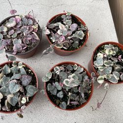 4â variegated strings of hearts $15 each