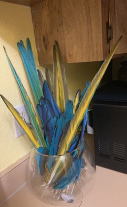 Macaw feathers