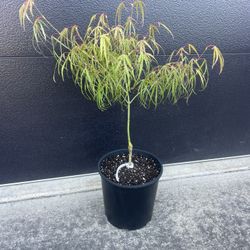 Exotic & Rare Japanese Maple Tree In 2 Gallon Nursery Planter 