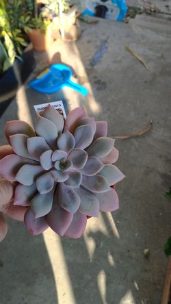 Succulent