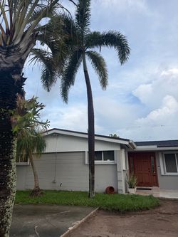 A Palm tree for Sale.