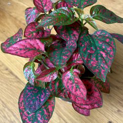 Non-Toxic Red Polka Dot Plant / Free Delivery Available 