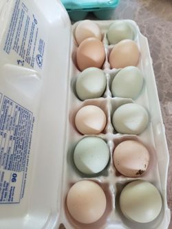 Fresh eggs