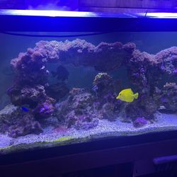 75 Gallon Salt Water Tank