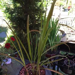 Organic Lemongrass Plant