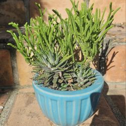 Planted Pot of SUCCULENTS/CACTI/CACTUS