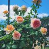 Happy garden