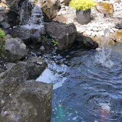Koi Wanted 