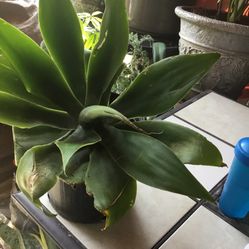 Hermosa Planta