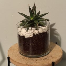 Queen Victoria Agave in Upcycled/Recycled Decorative Planter