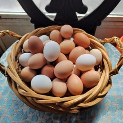 organic eggs 24 X 12 Dollars / Huevos Orgánicos 24 X 12 Dólares 